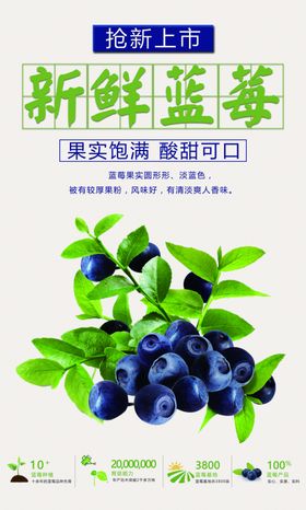 蓝莓海报