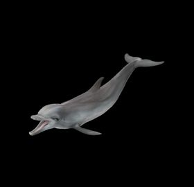 海洋生物