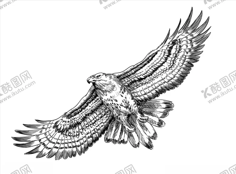 编号：12080210071148046465【酷图网】源文件下载-老鹰