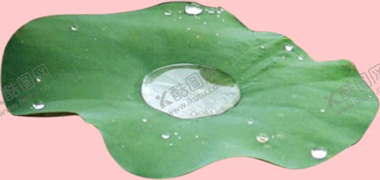 编号：72148310181652541837【酷图网】源文件下载-荷叶露珠植物元素