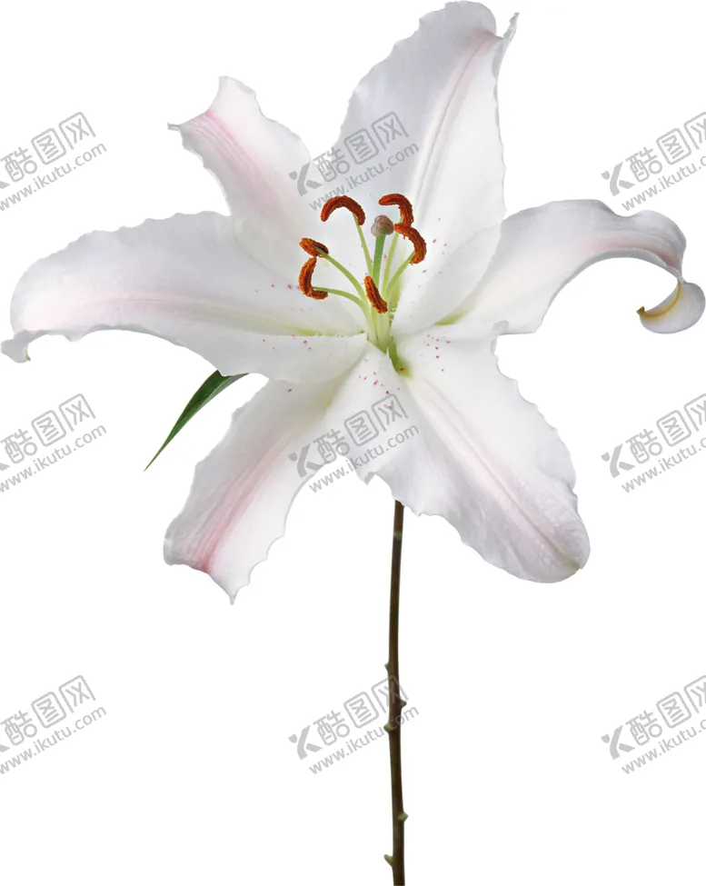 编号：16807807020648437657【酷图网】源文件下载-百合花