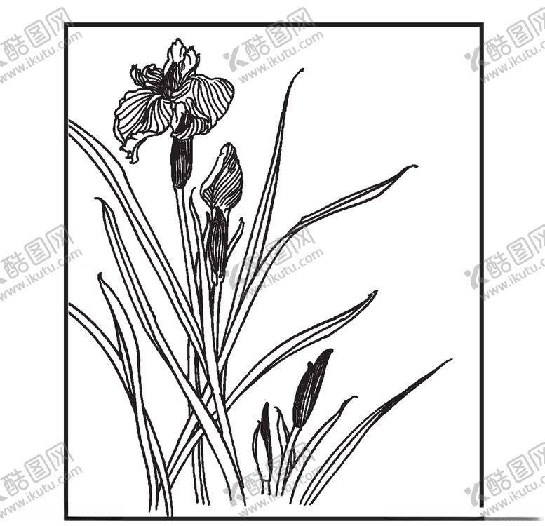 编号：44650810091056128937【酷图网】源文件下载-鸢尾