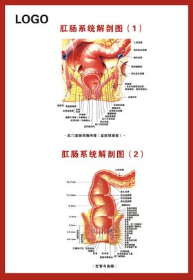 肛肠系统解剖图