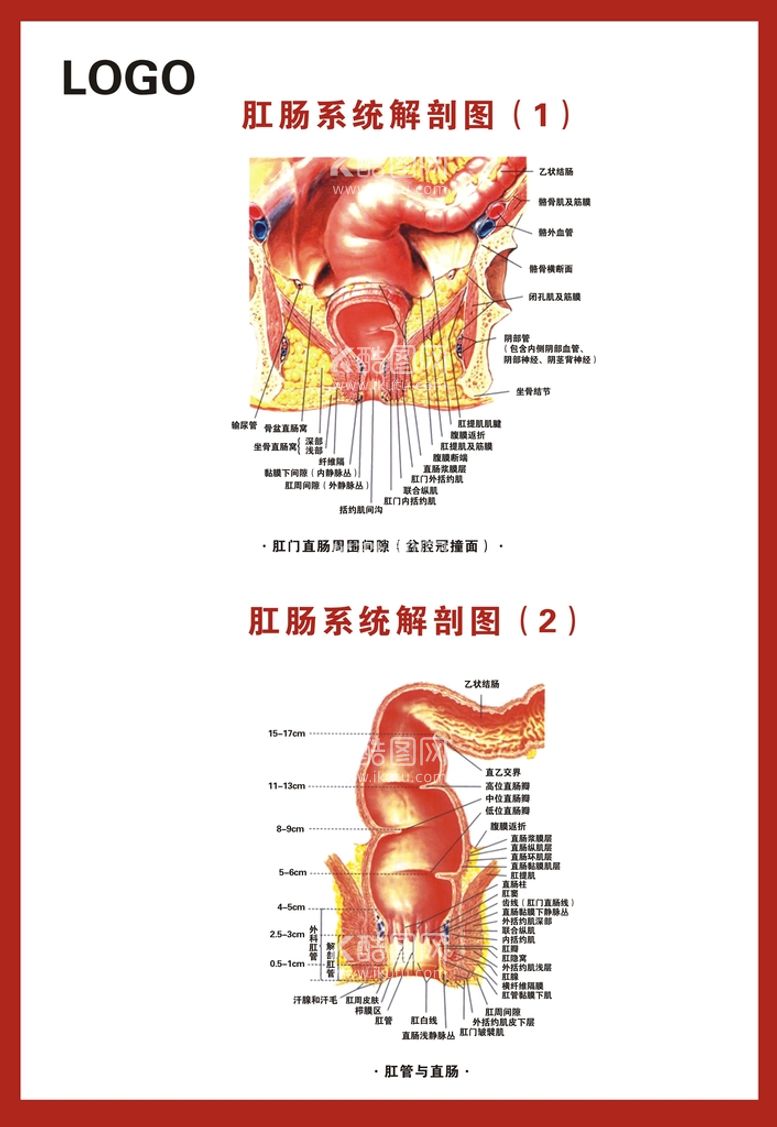 编号：31565812020143116700【酷图网】源文件下载-肛肠系统解剖图