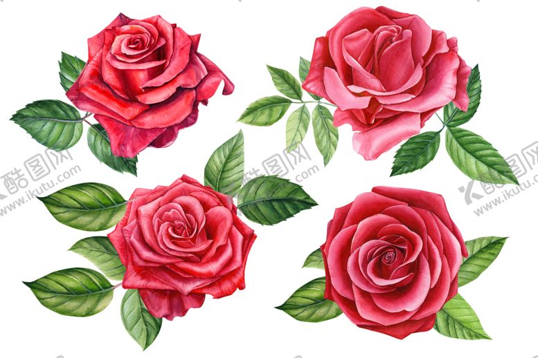 编号：50538409260242163008【酷图网】源文件下载-玫瑰