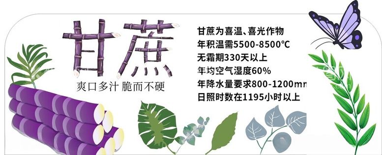 编号：13300712122226394212【酷图网】源文件下载-甘蔗