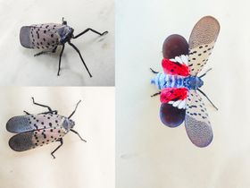 斑衣蜡蝉