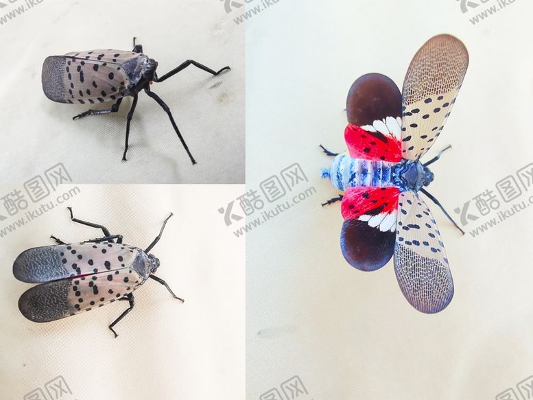 编号：27730909151738495233【酷图网】源文件下载-斑衣蜡蝉