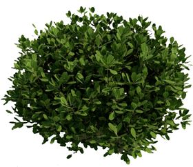 小清新植物