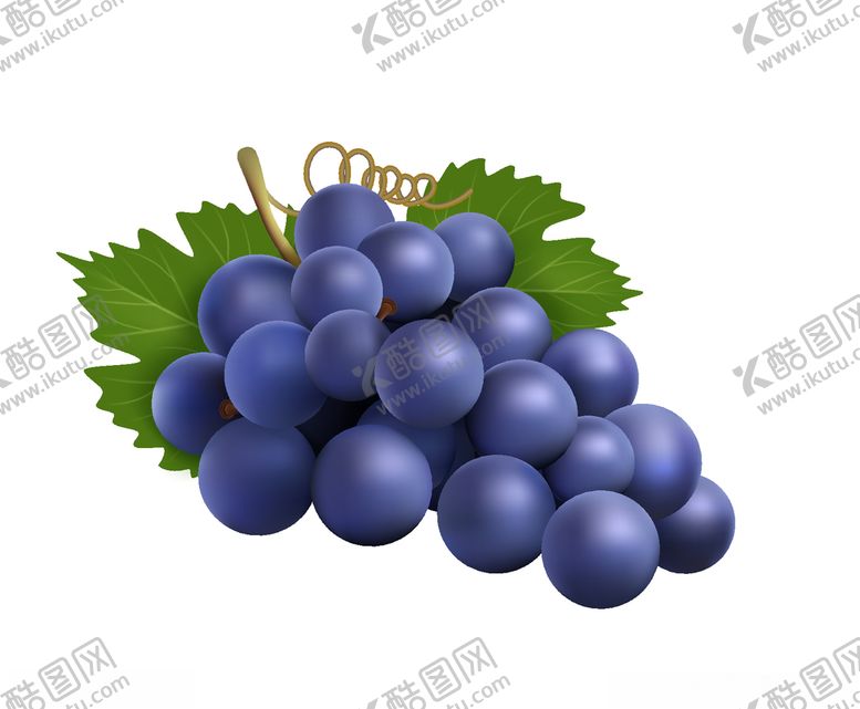 编号：60988309140123086757【酷图网】源文件下载-葡萄手绘
