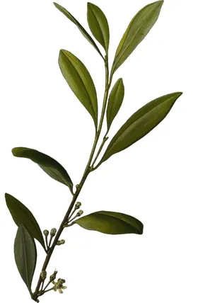 手绘花卉
