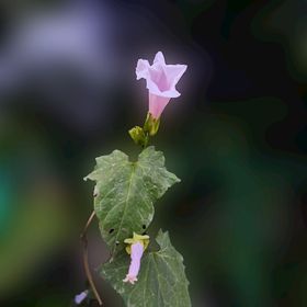 矢量牵牛花