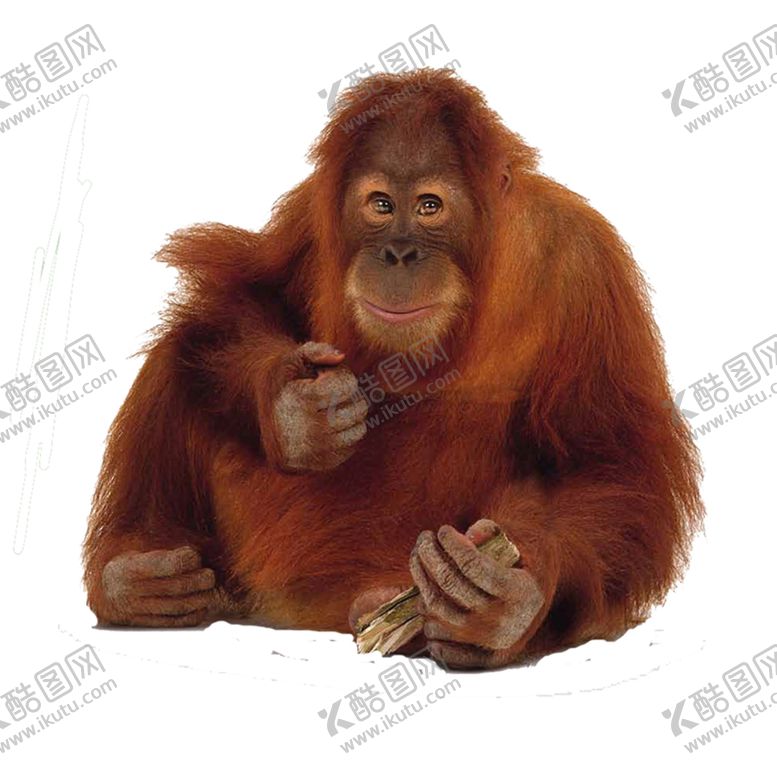 编号：15770807022237518459【酷图网】源文件下载-猩猩
