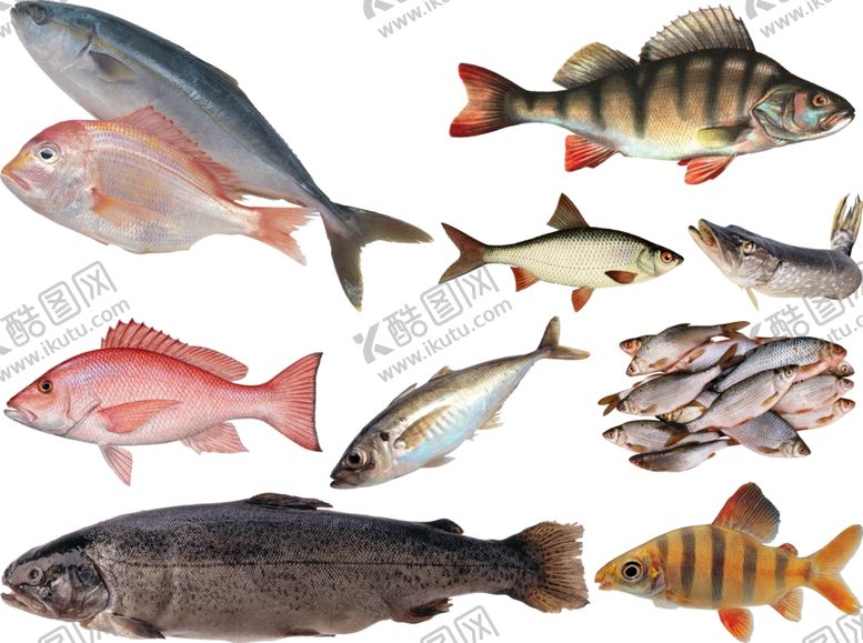 编号：98467110092021073740【酷图网】源文件下载-鱼png免扣高清素材