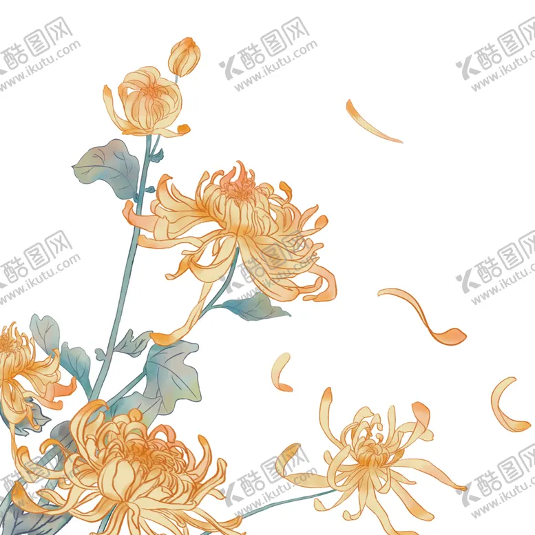 编号：52387102241951429441【酷图网】源文件下载-菊花