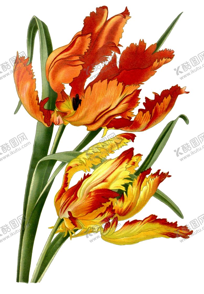 编号：62371907021648321196【酷图网】源文件下载-复古鲜花主题装饰图案