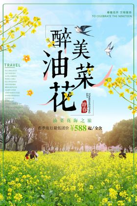 油菜花