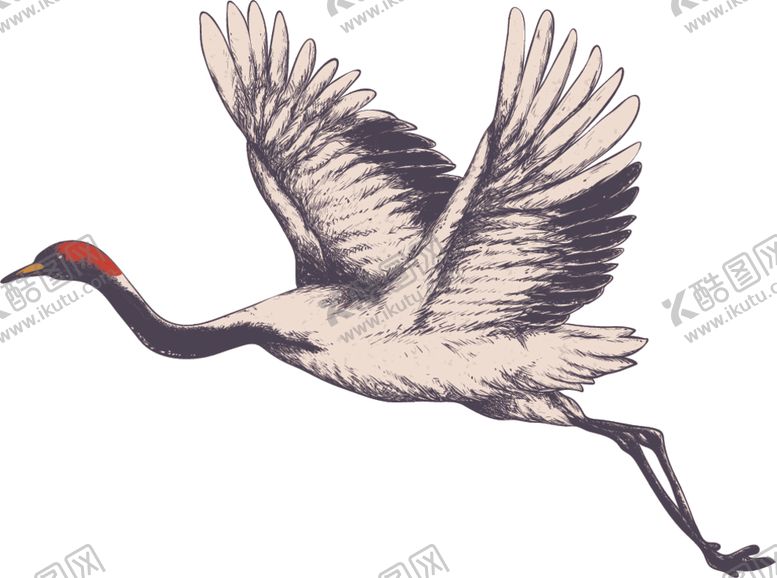 编号：75824510011136458001【酷图网】源文件下载-白鹤