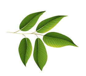 手绘叶子植物卡通热带植物卡通树元素卡通植物