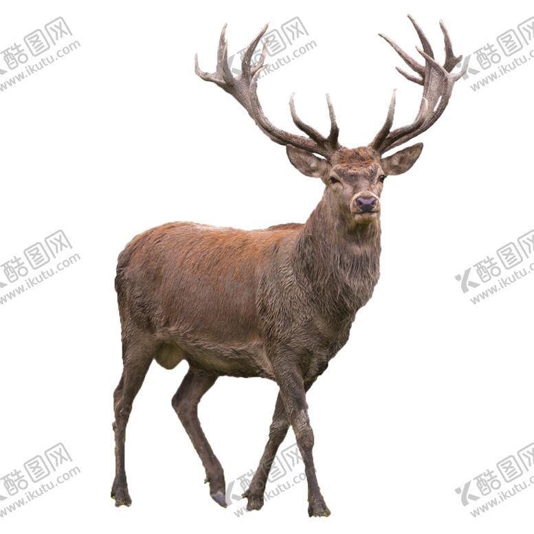 编号：82126410280628003497【酷图网】源文件下载-麋鹿