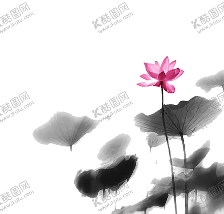 编号：20916705032142092359【酷图网】源文件下载-水墨荷花粉色荷花荷花意境