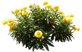 免扣花卉素材