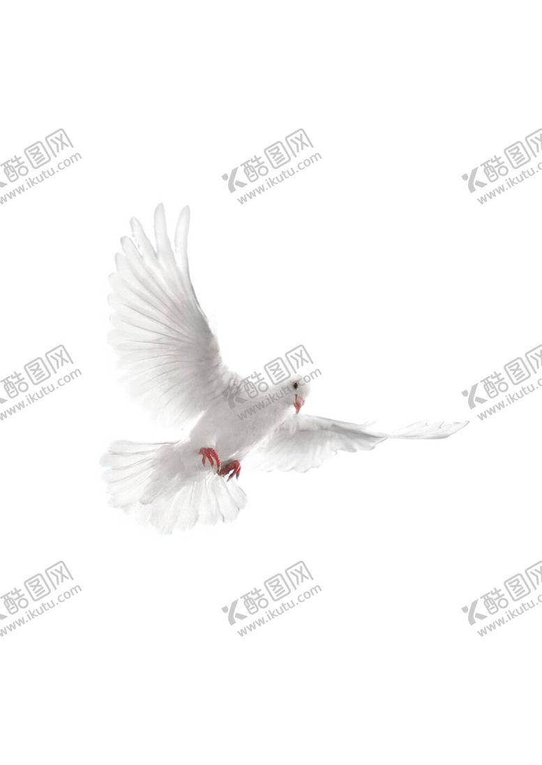 编号：34304012011316402361【酷图网】源文件下载-鸽子免抠图