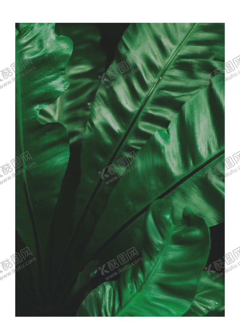 编号：91317710070915072290【酷图网】源文件下载-植物装饰画