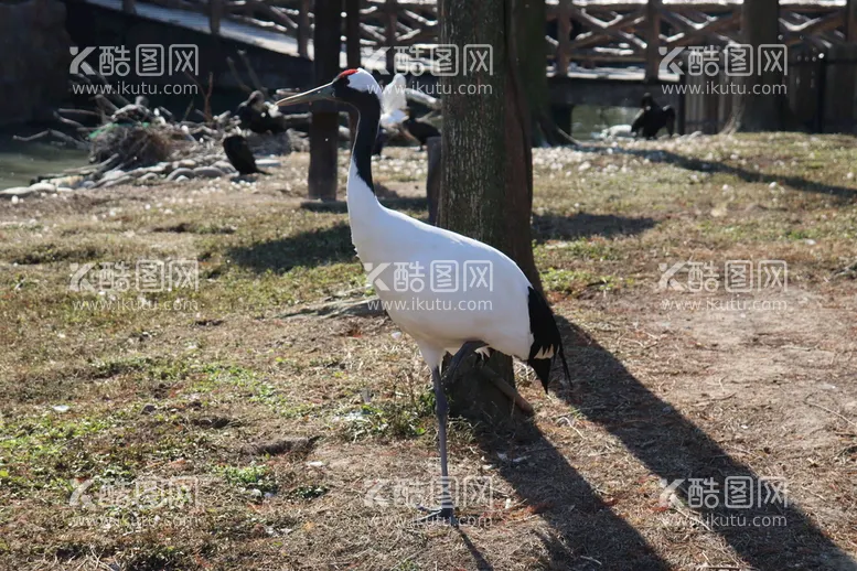 编号：43526109220151034752【酷图网】源文件下载-丹顶鹤