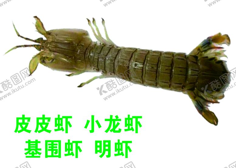 编号：19030702030511581555【酷图网】源文件下载-皮皮虾小龙虾基围虾明虾海鲜大咖