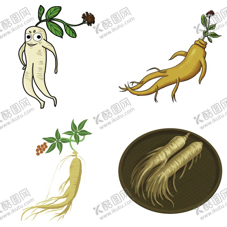编号：09136509201504201870【酷图网】源文件下载-中药药材草药人参西洋参