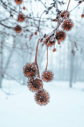 雪地麋鹿手绘挂画