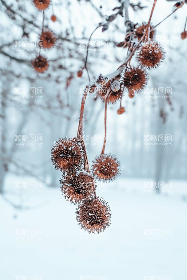 编号：52261911270254456204【酷图网】源文件下载-雪地