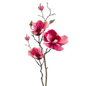 免抠背景干花枯花