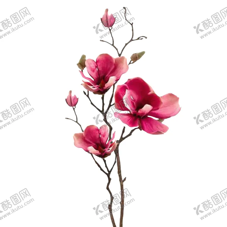 编号：72363606301352489955【酷图网】源文件下载-免抠背景干花枯花