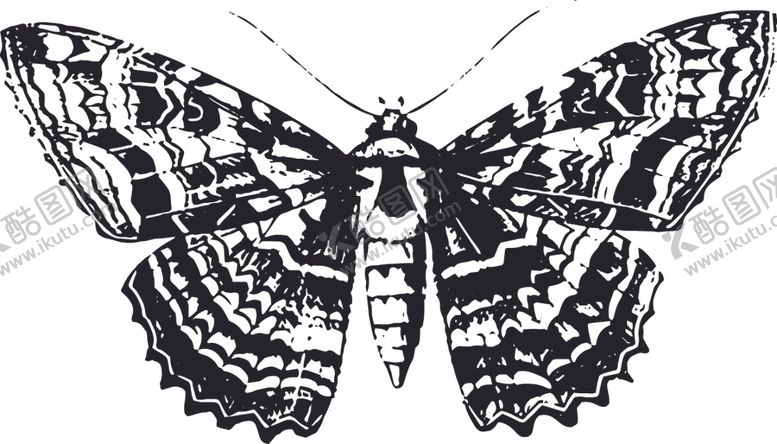 编号：64524609181021515138【酷图网】源文件下载-自然昆虫标本插画