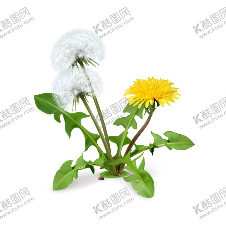 编号：71520505080106419276【酷图网】源文件下载-草本植物药材