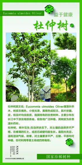 杜仲树介绍