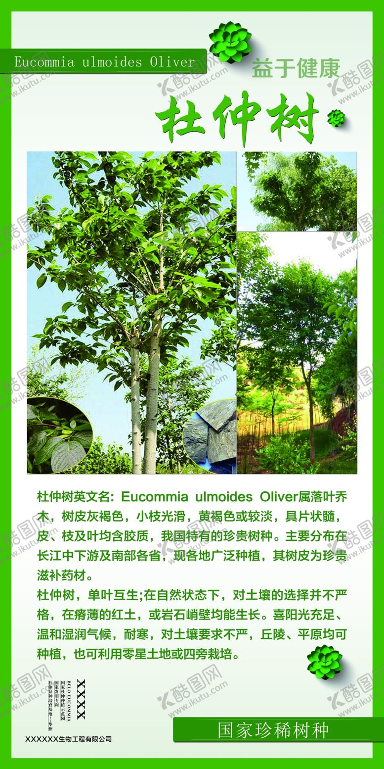 编号：16329810190957492396【酷图网】源文件下载-杜仲树介绍