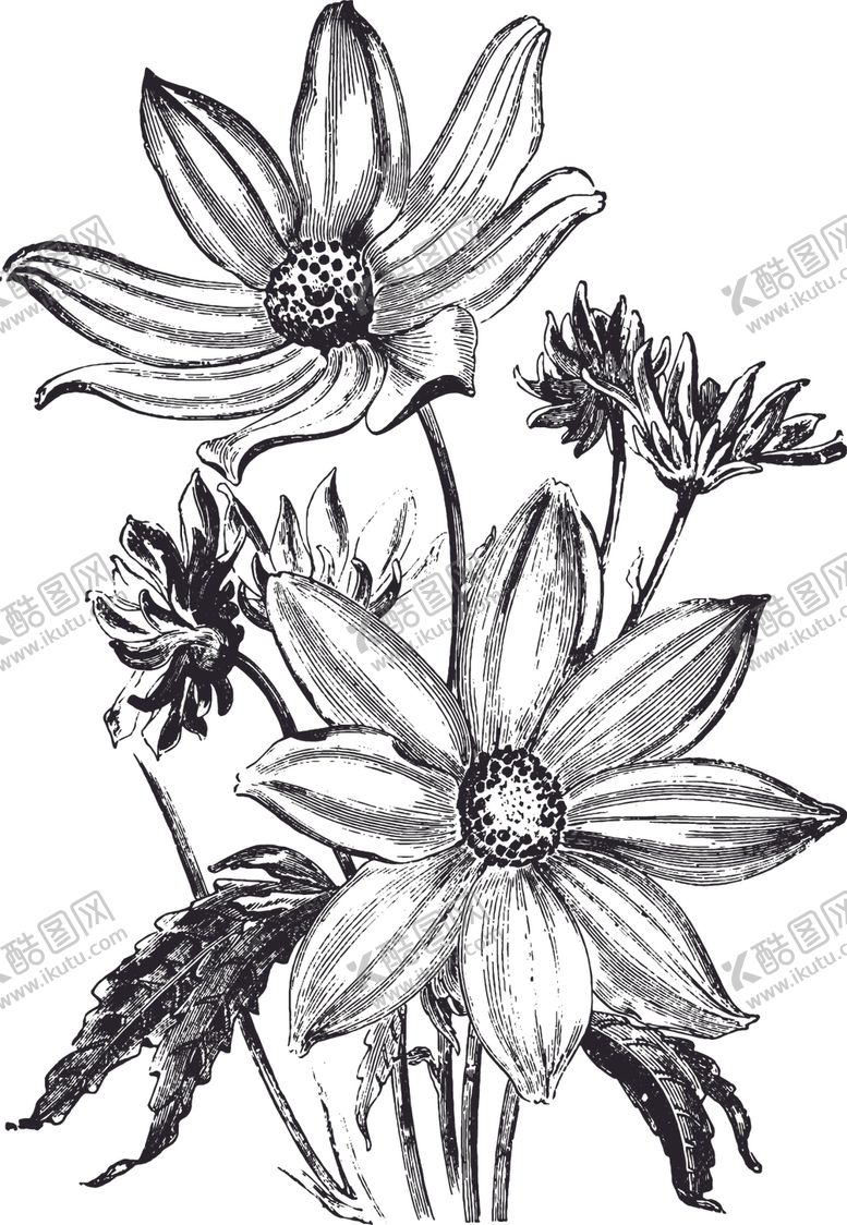 编号：47993109291345318698【酷图网】源文件下载-线描植物