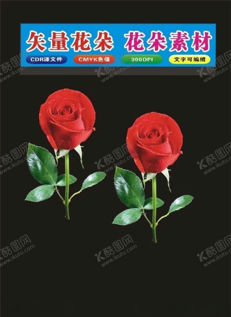 编号：89066410211315338301【酷图网】源文件下载-花玫瑰花朵
