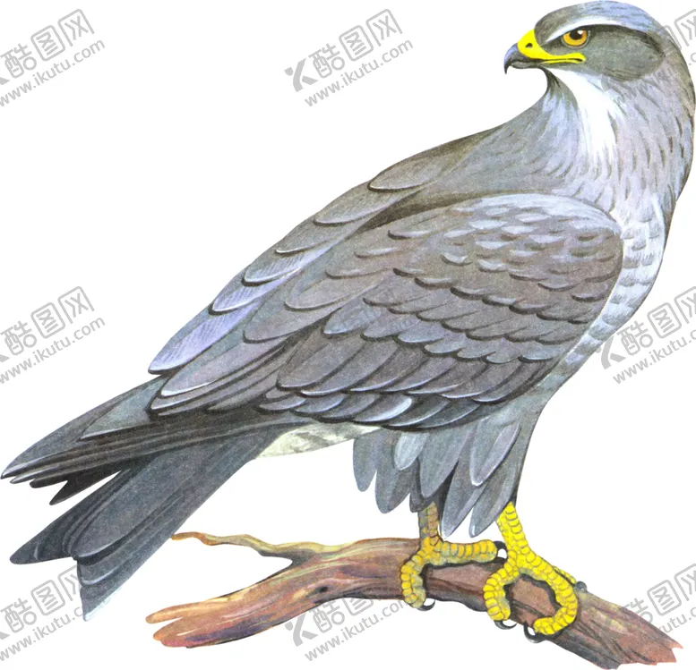 编号：96248004211152315754【酷图网】源文件下载-老鹰