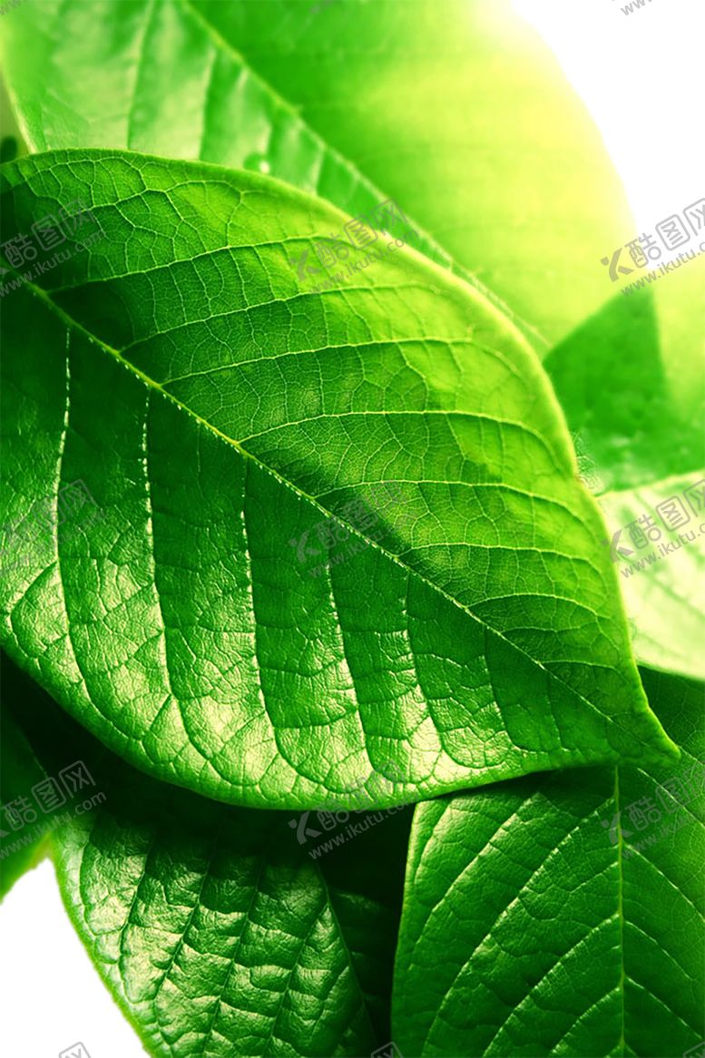 编号：80454609201151194343【酷图网】源文件下载-绿色背景