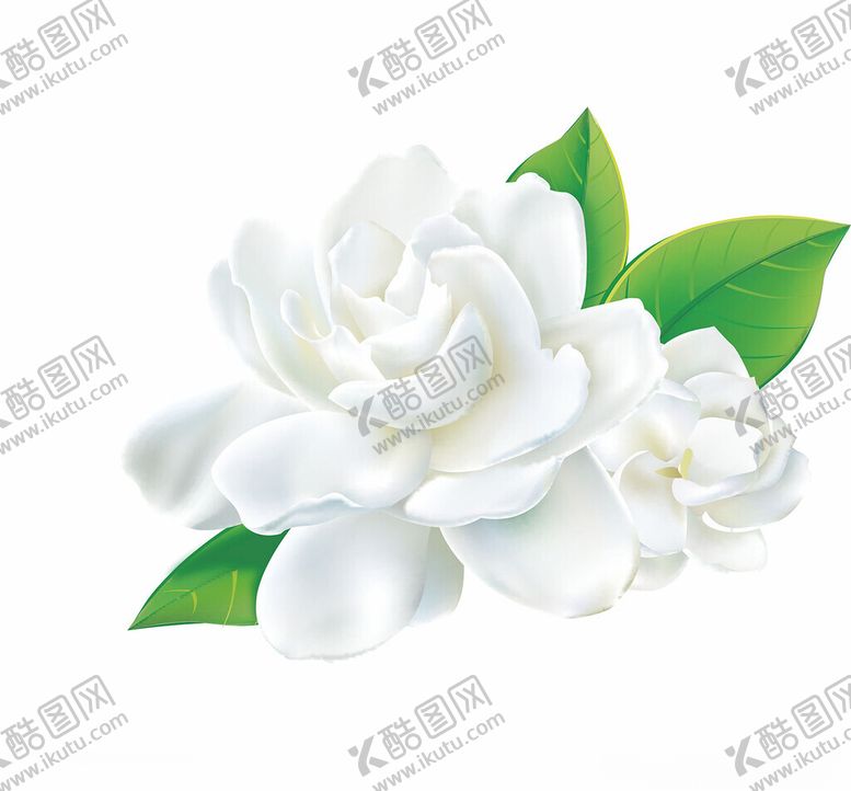 编号：83082901271005147378【酷图网】源文件下载-茉莉花