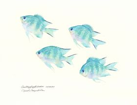 海洋鱼类水彩插画