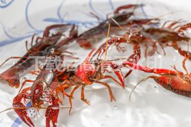 鲜小龙虾
