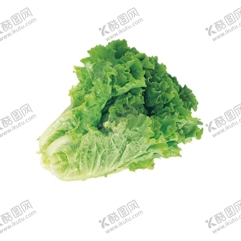 编号：08376910020618103246【酷图网】源文件下载-生菜