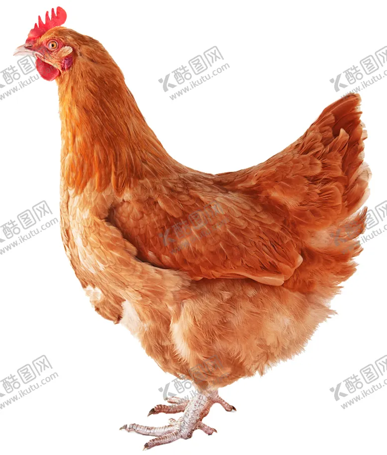 编号：58520101240704224151【酷图网】源文件下载-大山里散养的老母鸡
