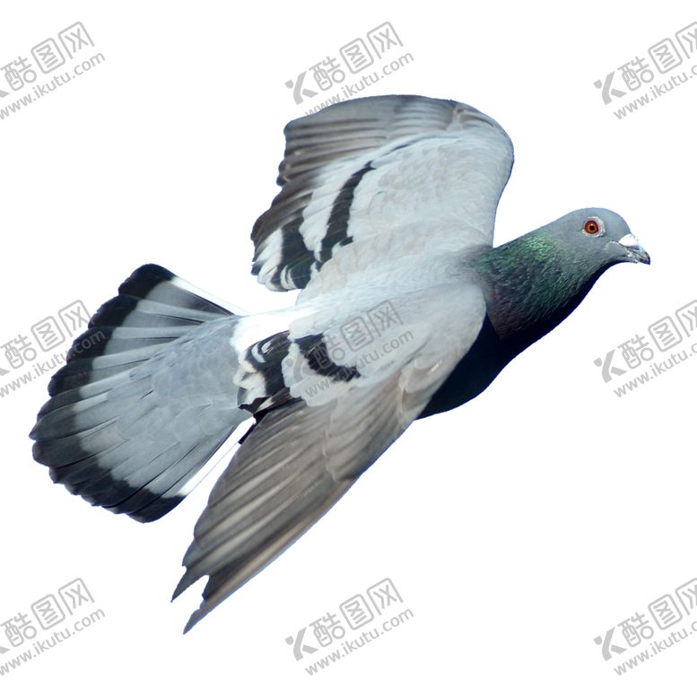 编号：29937507061354481509【酷图网】源文件下载-鸽子