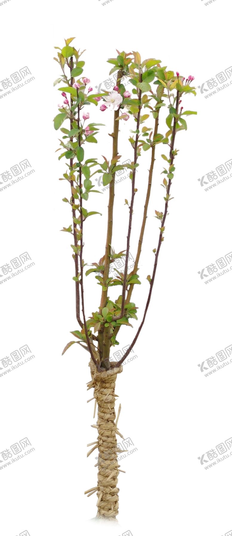 编号：35322010231626322120【酷图网】源文件下载-樱花树素材